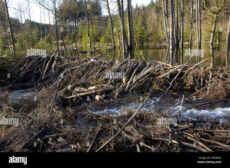 Eurasian Beaver (Castor fiber) view in winter of dam build by the ...