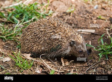 Erinaceus concolor fotografías e imágenes de alta resolución Alamy