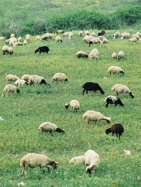 Dorper Koyunu Nedir Özellikleri Nelerdir Tarfin