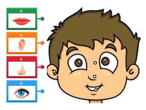 Le Parti Del Viso Labelled Diagram