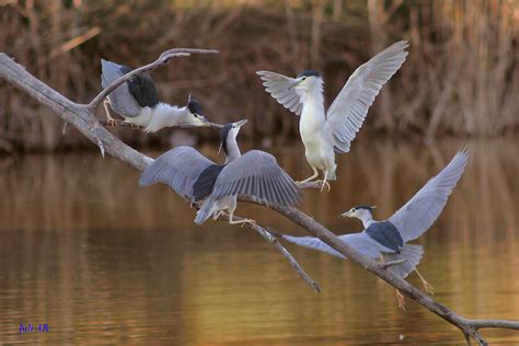 Martinet De Nit Martinete Nycticorax Nycticorax Flickr