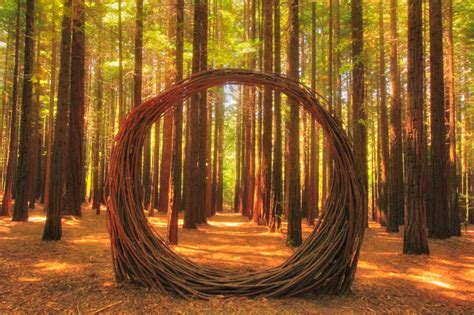 Redwood Forest Tree Art Redwood Forest Tree Art Forest Art