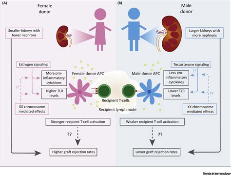 The Impact Of Sex On Alloimmunity Trends In Immunology Free Download