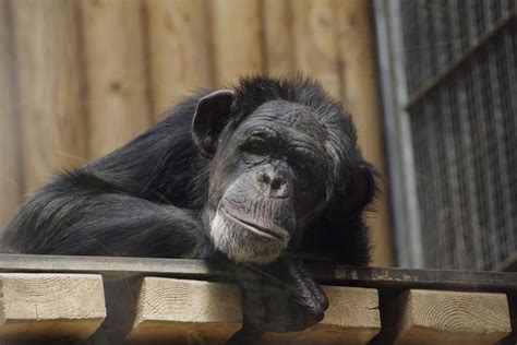 Chimpzee tutto ciò che occorre sapere sulla meme coin che si propone