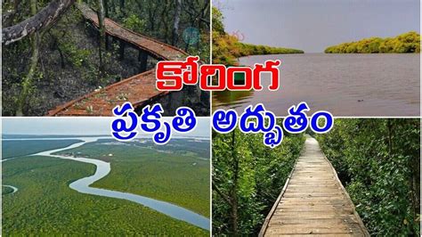 Coringa Wildlife Sanctuary మడ అడవలల బటగ పరకత అదభతల ఈ