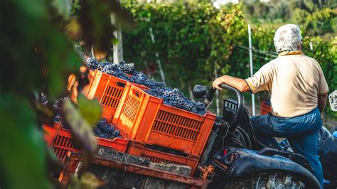 Viticulteur Et Vigneron Quelle Diff Rence Vignerons Des Pierres