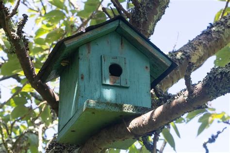 Top Birdhouse Colors That Attract Birds Choose These