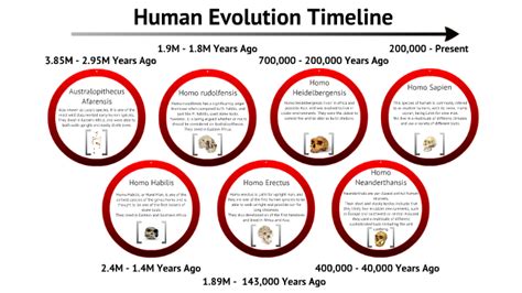 Early Humans Evolution Timeline