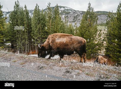 American Bison in Yellow Stone National Park, Wyoming Stock Photo - Alamy