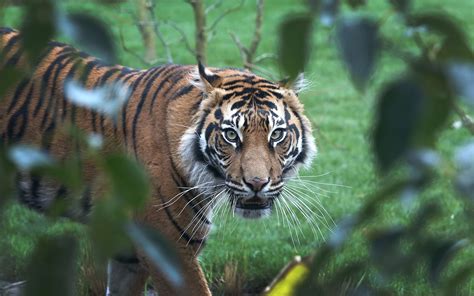 Discover London Zoo Animals: An Amazing Wildlife Adventure