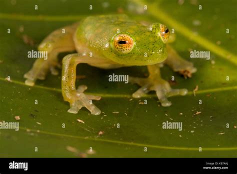 Upper Amazon Glass Frog Hyalinobatrachium Munozorum Sitting On A Leaf Ecuador Napo San Jose