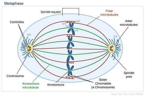 Metaphase Labeled