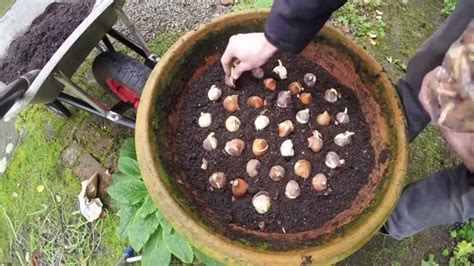 Planting Tulip Bulbs In Pots Youtube