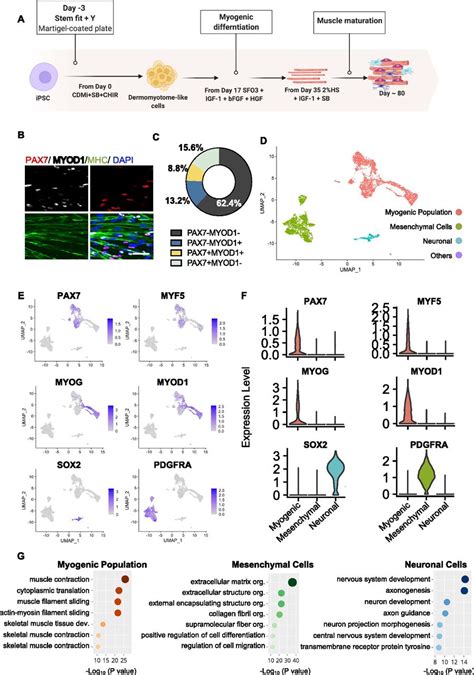 Single Cell Rna Seq Reveals Heterogeneity In Hipsc Derived Muscle