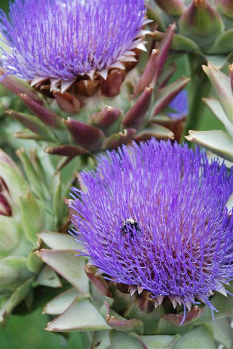 Artichoke flower | Artichoke flower, Secret garden, Flowers