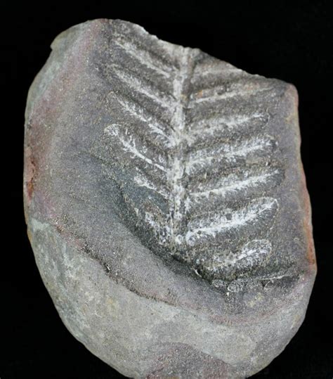 300 Million Year Old Fern Fossil Illinois 21426 For Sale