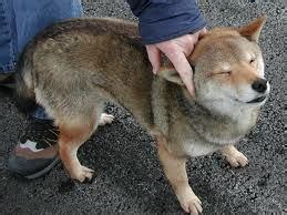 Jackal–dog hybrid - Alchetron, The Free Social Encyclopedia