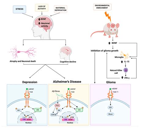 Ijms Free Full Text Neurotrophic Factor Bdnf Physiological