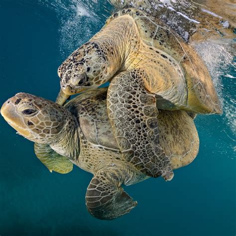 Endangered Species Of Sea Turtles