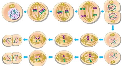 Unit 6: Genetics Diagram | Quizlet