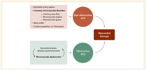 Microvascular Dysfunction As Underlying Pathophysiological Mechanism