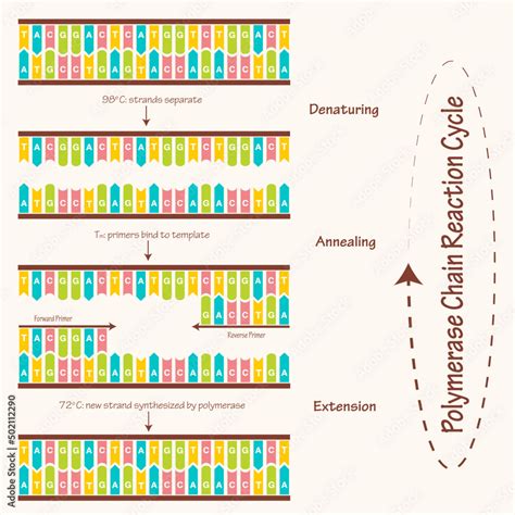 Polymerase Chain Reaction Cycle Diagram Stock Vector | Adobe Stock 