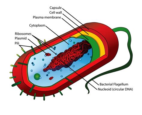 Bacteria Cell Structure Prokaryotic Cell Diagram Clip Art Library My 14280 The Best Porn Website