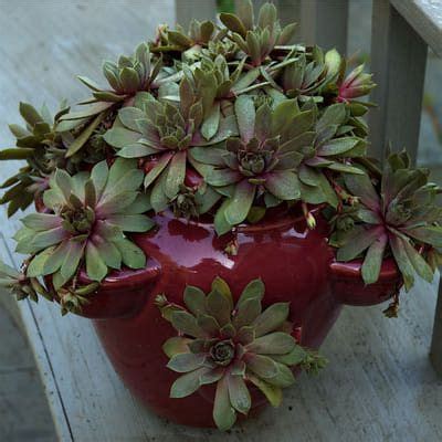 It S Easy To Grow Hens And Chicks In Pots Strawberry Plants Hens And