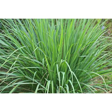 Lemongrass Seeds - 100 Seeds - Easy to Grow Herb - Ships from Iowa ...
