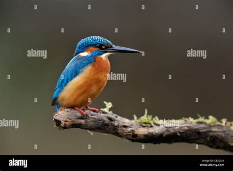 Common Kingfisher Alcedo Atthis Stock Photo Alamy