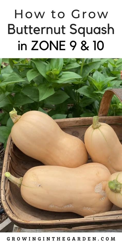 How To Grow Butternut Squash In Growing Butternut Squash