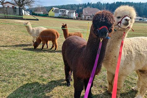 Kunst Und Kultur Magdalensberger Alpakas Und Lamas