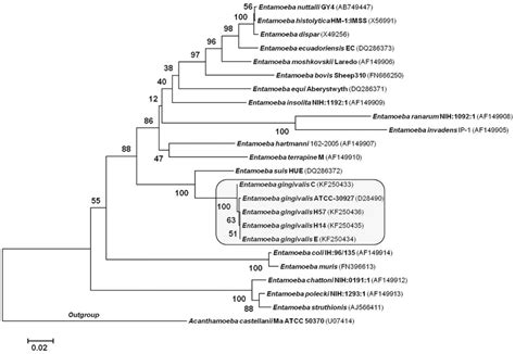 Phylogenetic Relationship Of Entamoeba Spp From Hiv Infected Patients Download Scientific