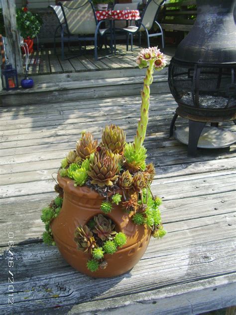 Planting Hens And Chicks In Pots A Comprehensive Guide Succulent Source