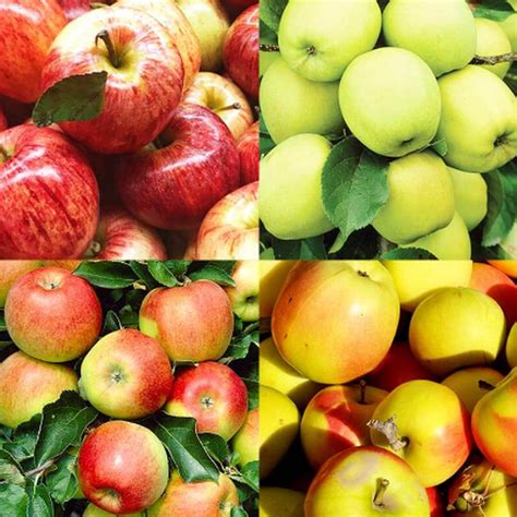 Malus domestica 4 en 1 – Pépinière Jasmin