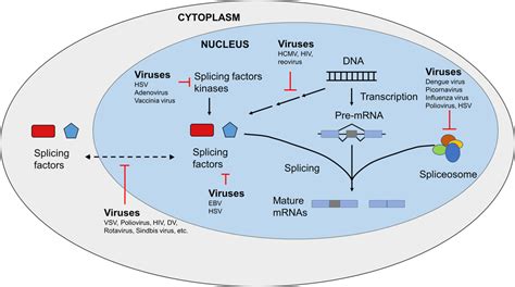 Virus Host Interactions The Rna Perspective Wires Rna