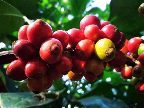 foto artikel mengenal keunikan kopi ekselsa wonosalam kompasianacom