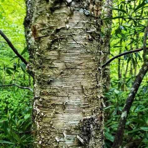 The 12 Most Common Species of Birch Trees – Rhythm of the Home