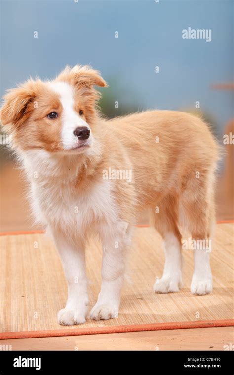 Border Collie, puppy, 14 weeks, australian red-white Stock Photo - Alamy