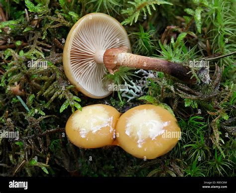 Kuehneromyces Mutabilis Synonym Pholiota Mutabilis Commonly Known