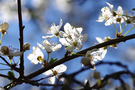 Cuándo comienza la primavera en el hemisferio sur