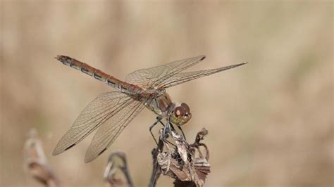 Common Darter | MarkEisingBirding