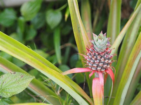 How To Grow A Pineapple Plant From A Pineapple Top