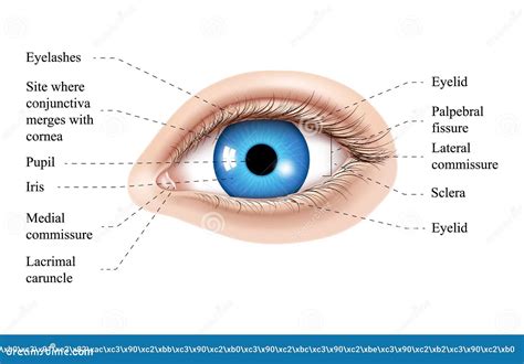 Parts Of The Eye Labeled Vector Illustration Diagram Stock Vector | The ...