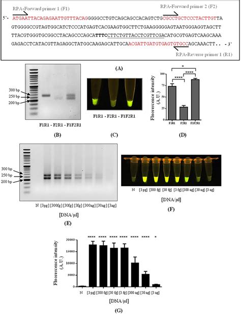 Validation Of Rpa Crisprcas12a Assay Detection A The Target Download Scientific Diagram