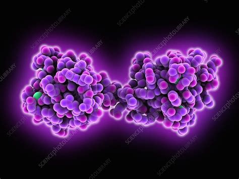 Calcium Binding Protein Molecule Stock Image C0252259 Science