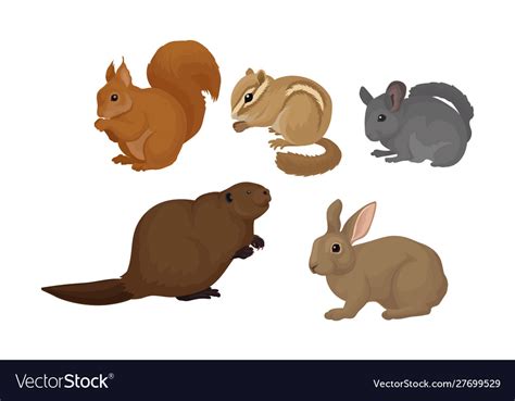 Small gnawing animals set isolated on white Vector Image