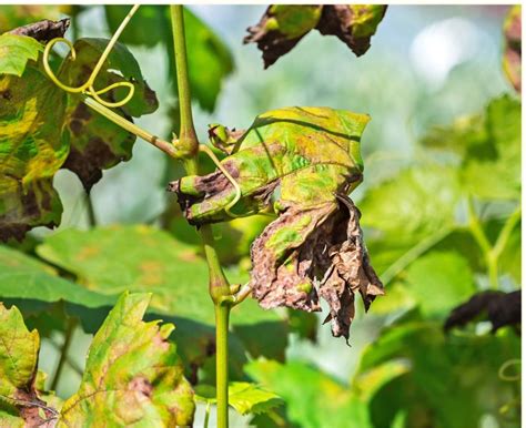 Coltivazione Della Vite Come Si Cura La Vigna