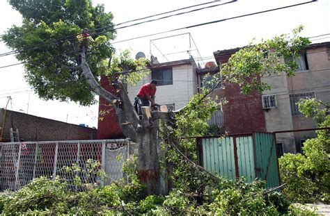 El mexiquense Hoy Podan árboles en Ecatepec para prevenir accidentes