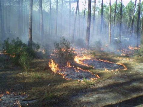 During A Prescribed Fire With Punctual Ignitions Under Uniform